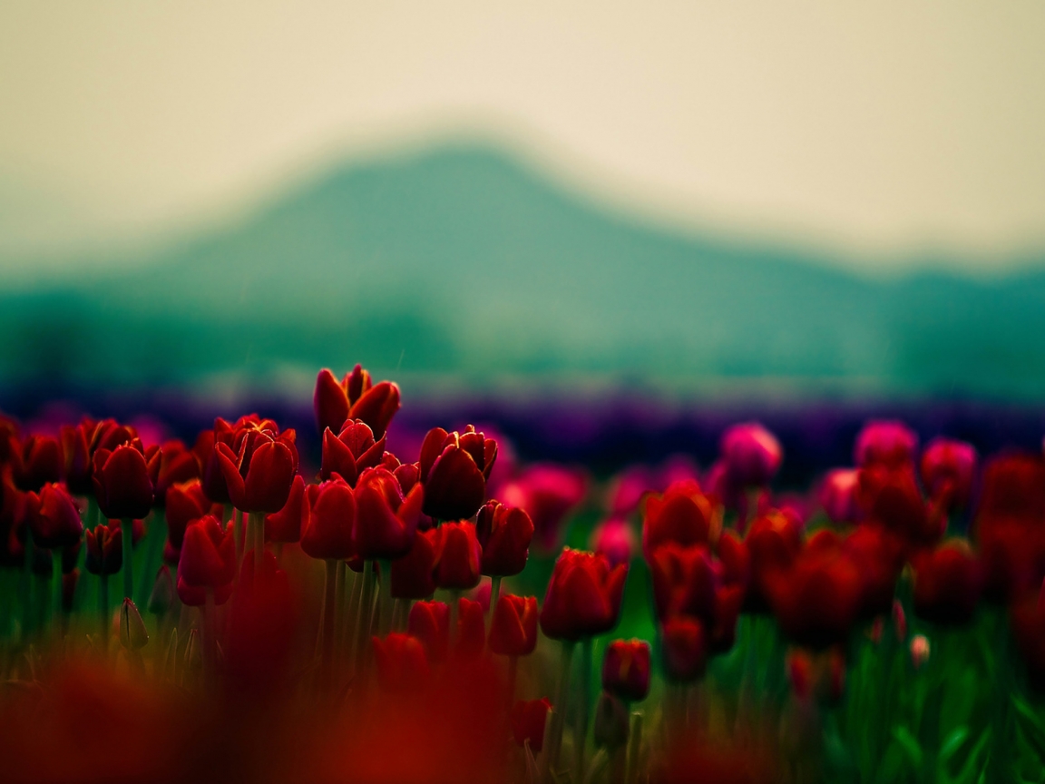 Gorgeous Red Tulips for 1152 x 864 resolution