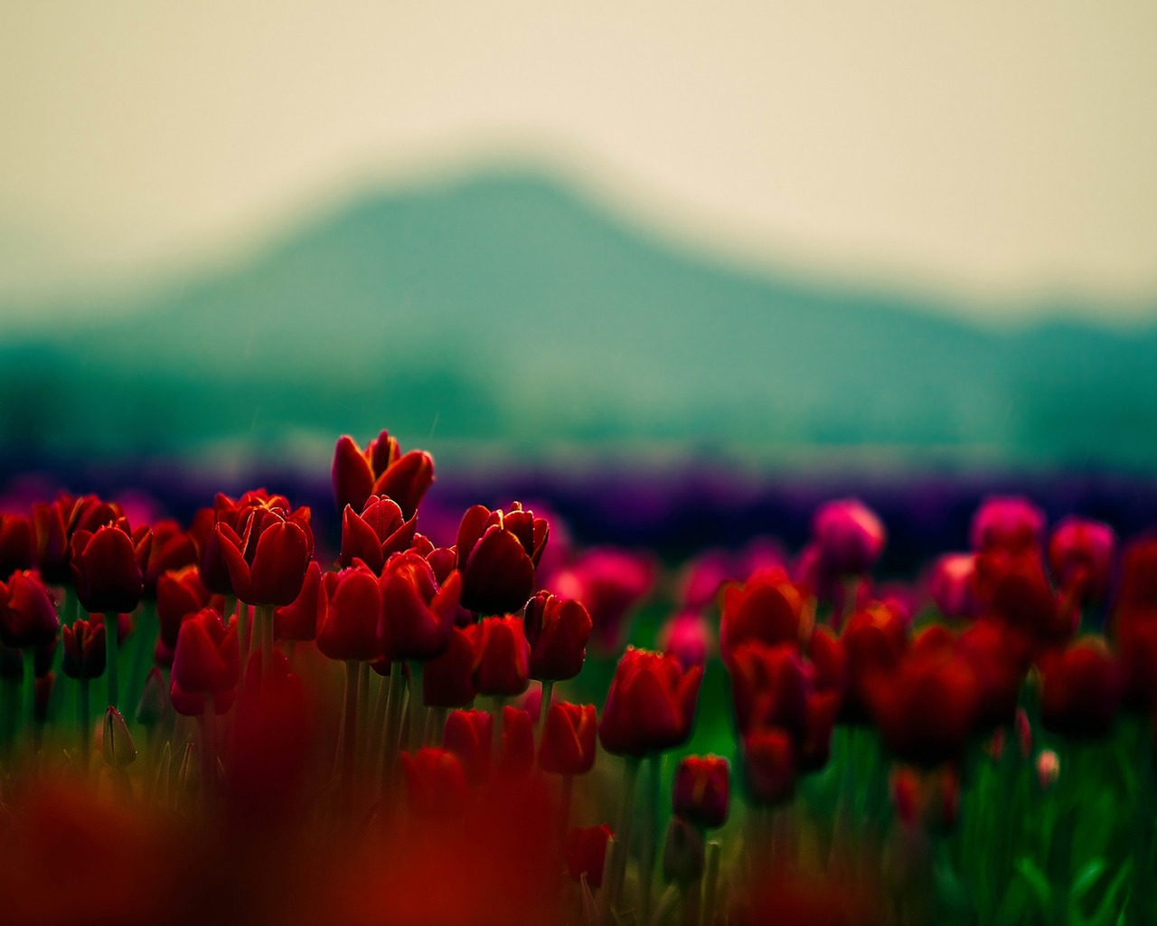 Gorgeous Red Tulips for 1280 x 1024 resolution