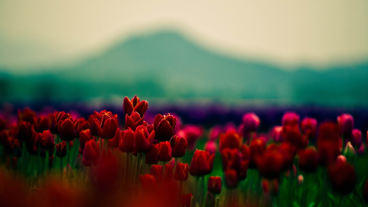 Gorgeous Red Tulips for 1280 x 720 HDTV 720p resolution