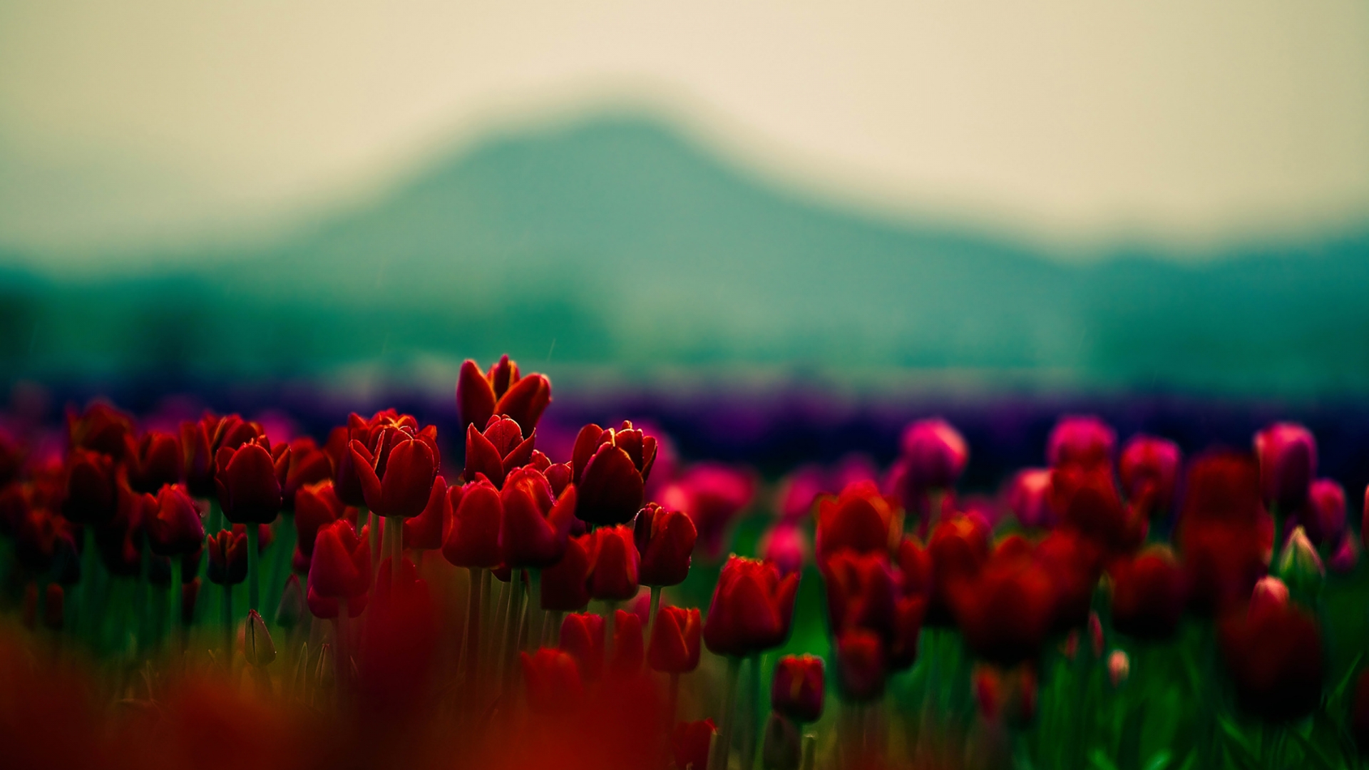 Gorgeous Red Tulips for 1920 x 1080 HDTV 1080p resolution