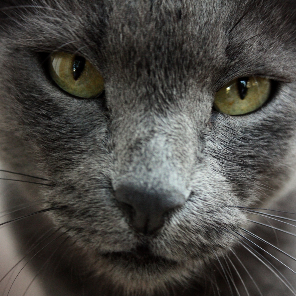Gorgeous Russian Blue Cat for 1024 x 1024 iPad resolution