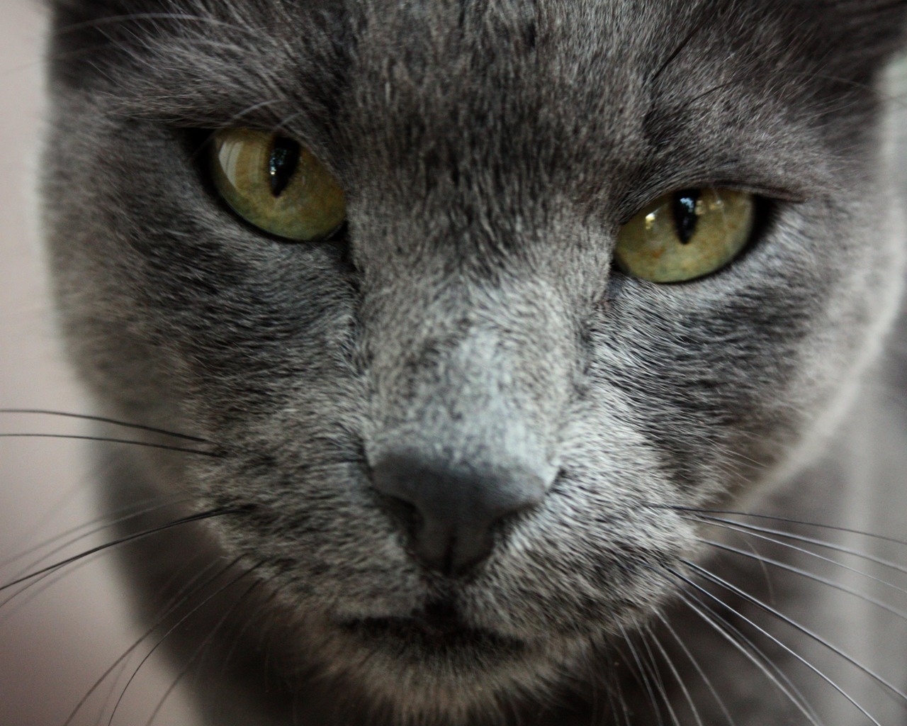Gorgeous Russian Blue Cat for 1280 x 1024 resolution