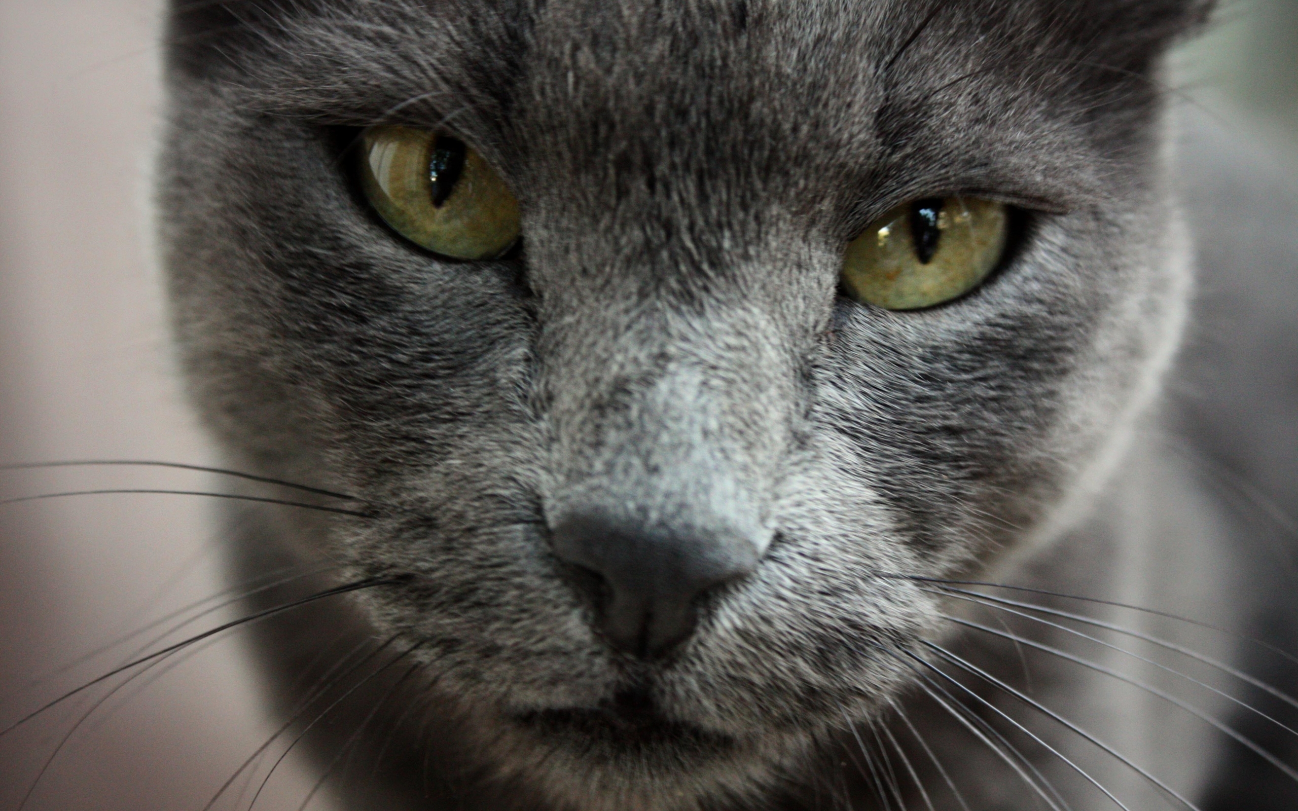 Gorgeous Russian Blue Cat for 2560 x 1600 widescreen resolution