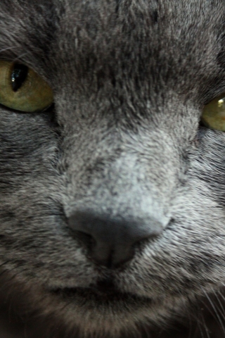 Gorgeous Russian Blue Cat for 320 x 480 iPhone resolution