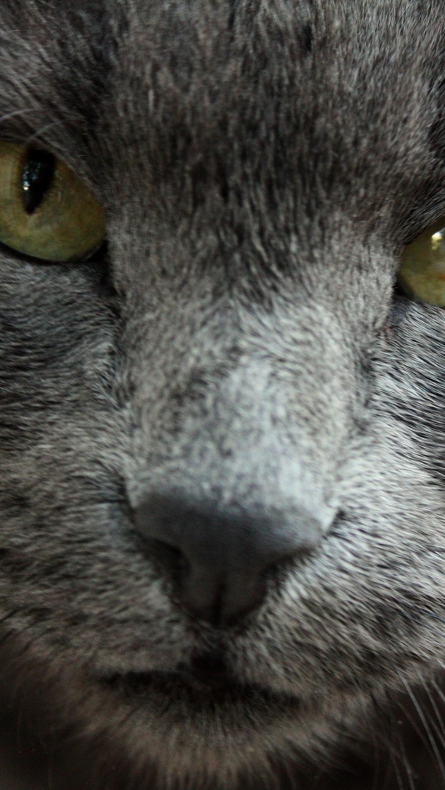 Gorgeous Russian Blue Cat for 640 x 1136 iPhone 5 resolution