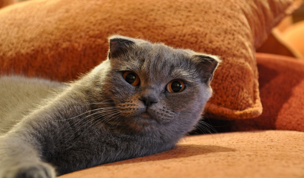 Gorgeous Scottish Fold Cat for 1024 x 600 widescreen resolution