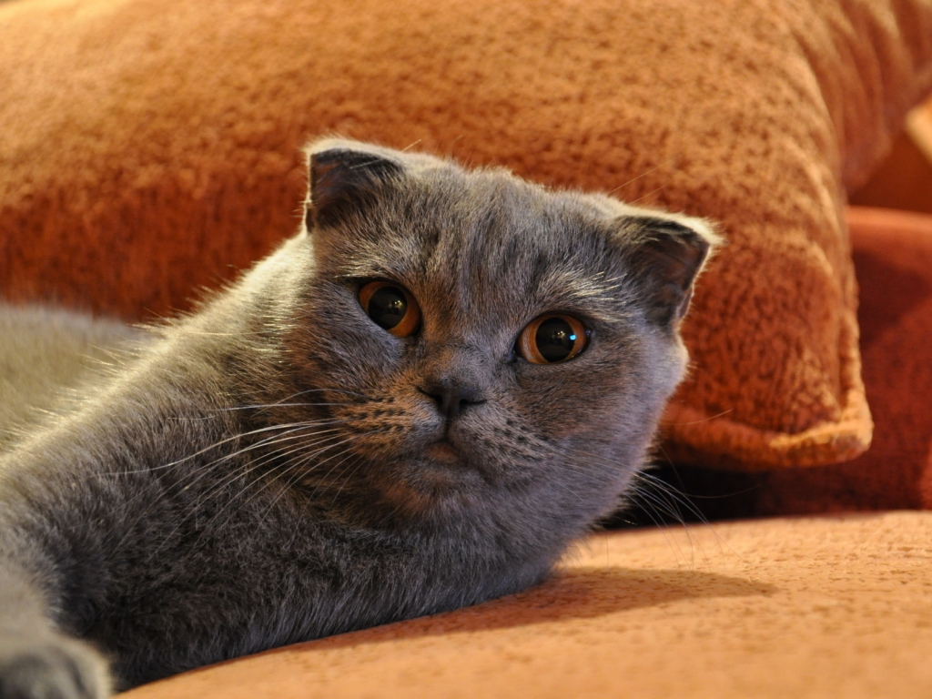 Gorgeous Scottish Fold Cat for 1024 x 768 resolution
