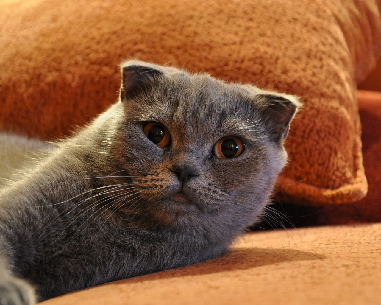 Gorgeous Scottish Fold Cat for 1280 x 1024 resolution