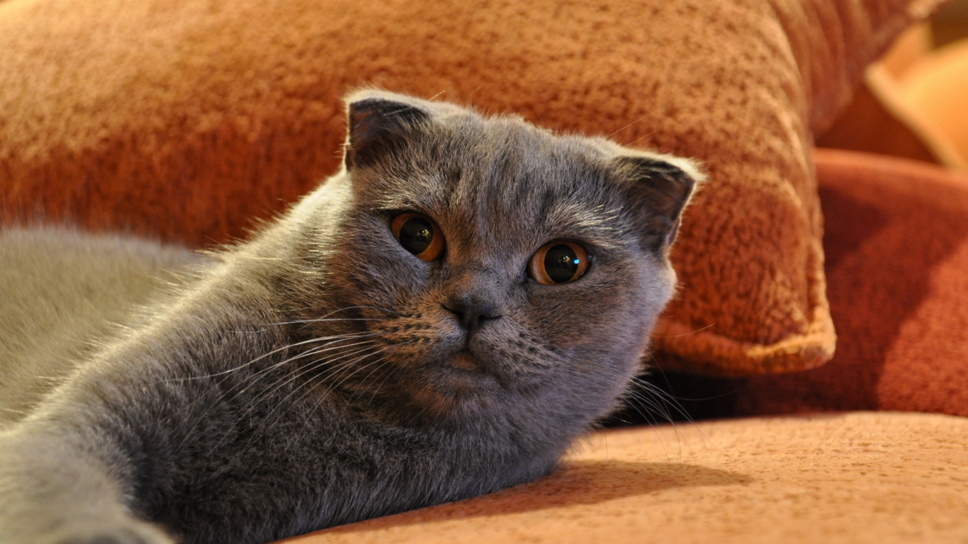 Gorgeous Scottish Fold Cat for 1366 x 768 HDTV resolution