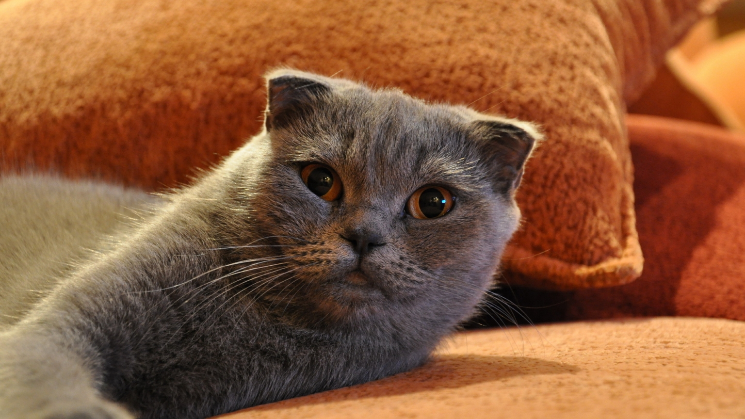 Gorgeous Scottish Fold Cat for 1536 x 864 HDTV resolution