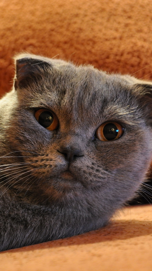 Gorgeous Scottish Fold Cat for 640 x 1136 iPhone 5 resolution