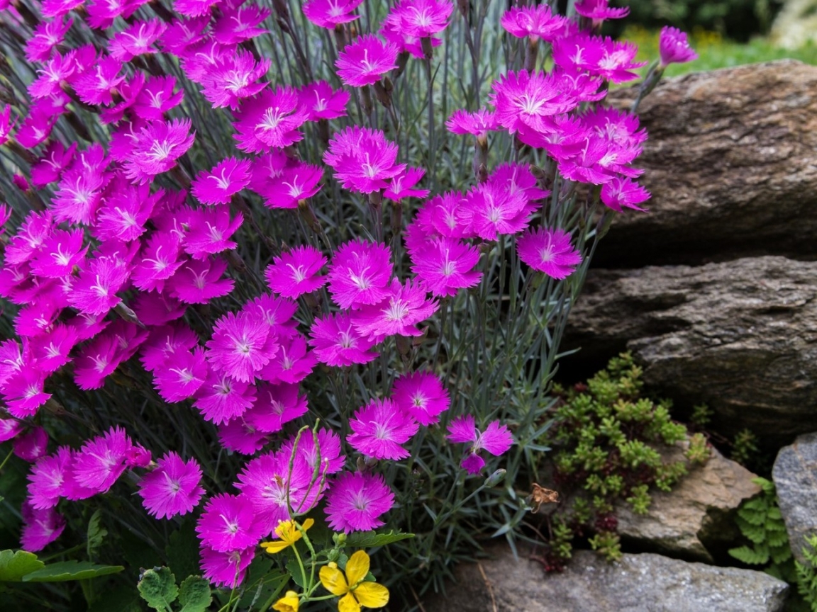 Gorgeous Spring Purple Flowers for 1152 x 864 resolution