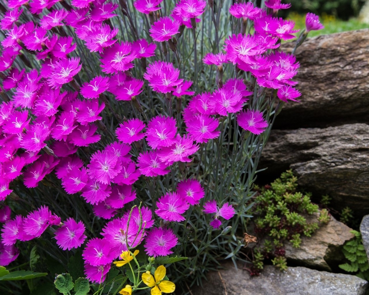 Gorgeous Spring Purple Flowers for 1280 x 1024 resolution