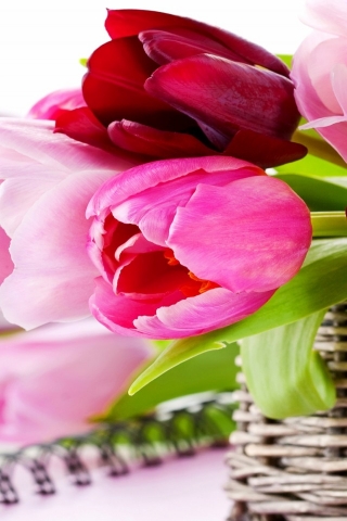 Gorgeous Tulips Basket for 320 x 480 iPhone resolution