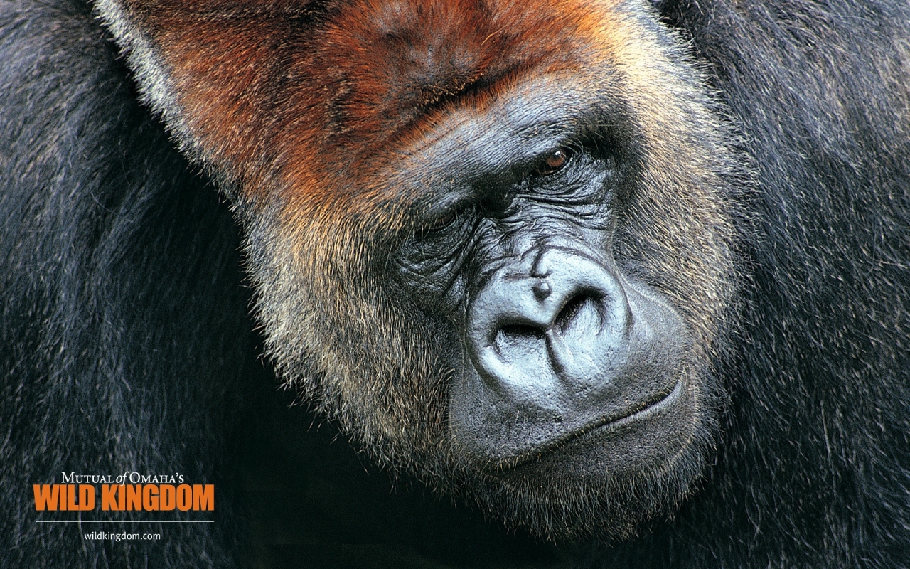Gorilla for 1280 x 800 widescreen resolution