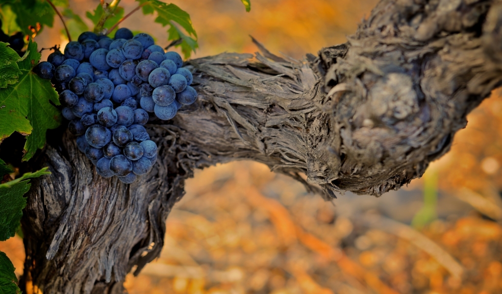 Grapes for 1024 x 600 widescreen resolution