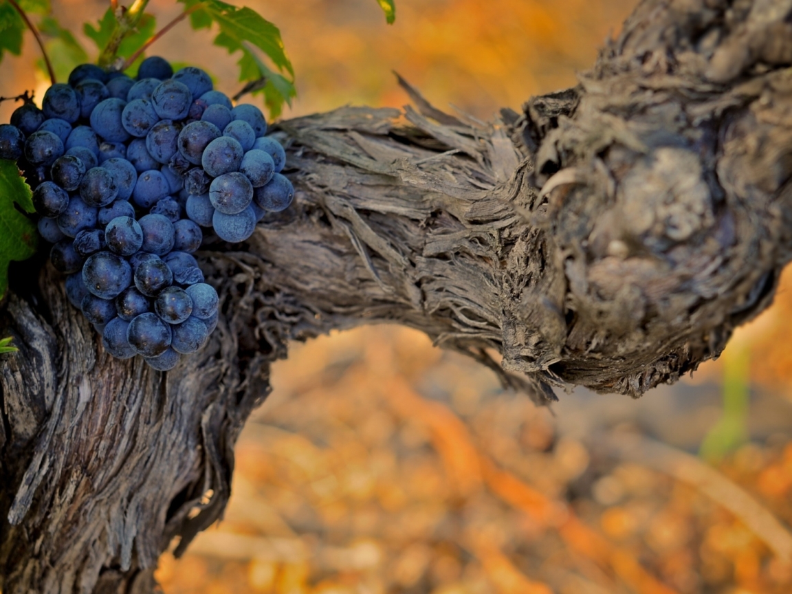 Grapes for 1152 x 864 resolution