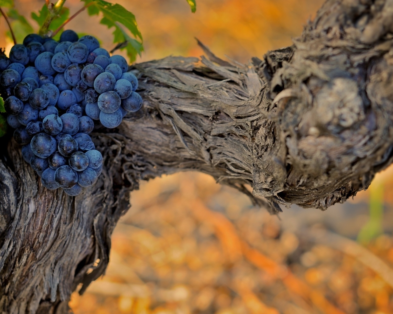 Grapes for 1280 x 1024 resolution