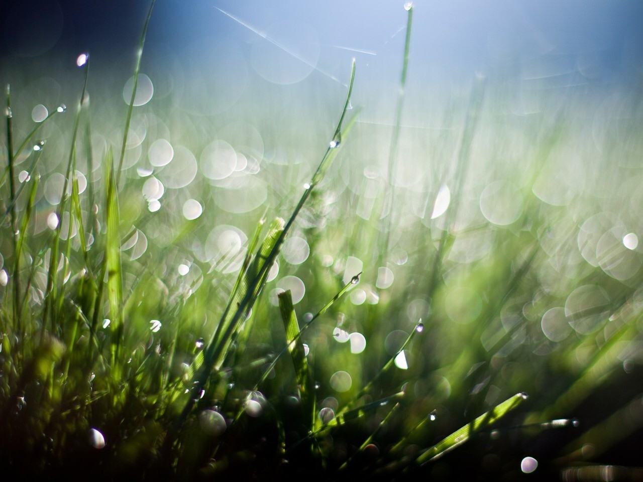 Grass Close Up for 1280 x 960 resolution