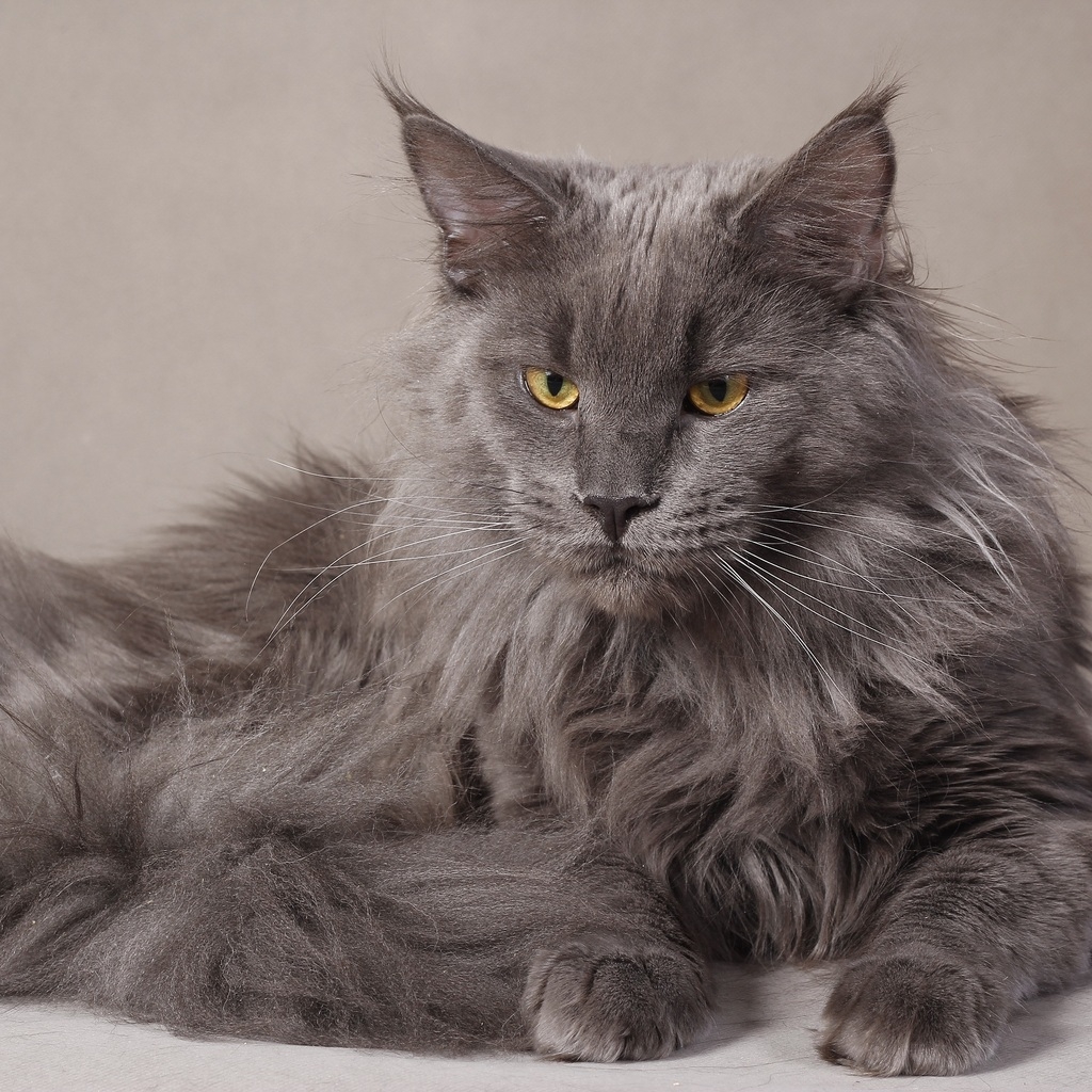 Gray Maine Coon Cat for 1024 x 1024 iPad resolution