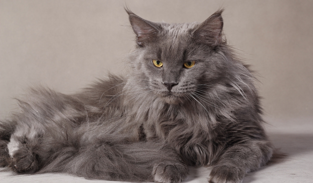 Gray Maine Coon Cat for 1024 x 600 widescreen resolution