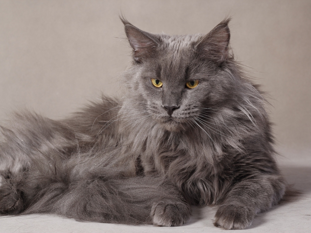 Gray Maine Coon Cat for 1024 x 768 resolution