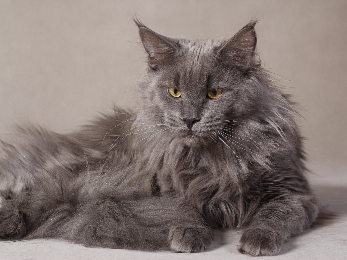 Gray Maine Coon Cat for 1152 x 864 resolution