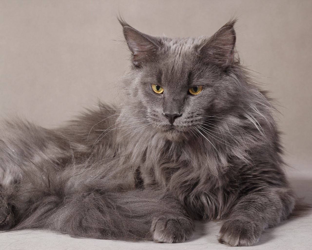 Gray Maine Coon Cat for 1280 x 1024 resolution