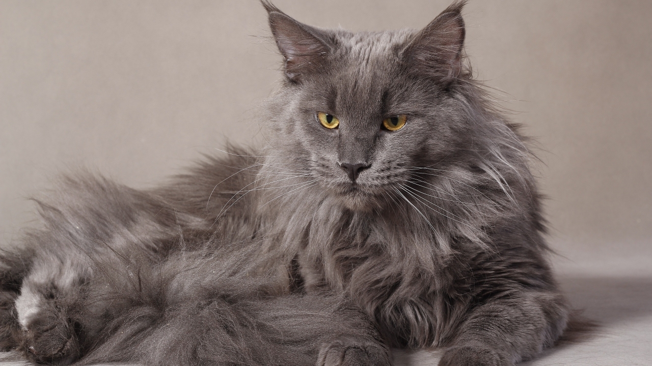 Gray Maine Coon Cat for 1280 x 720 HDTV 720p resolution
