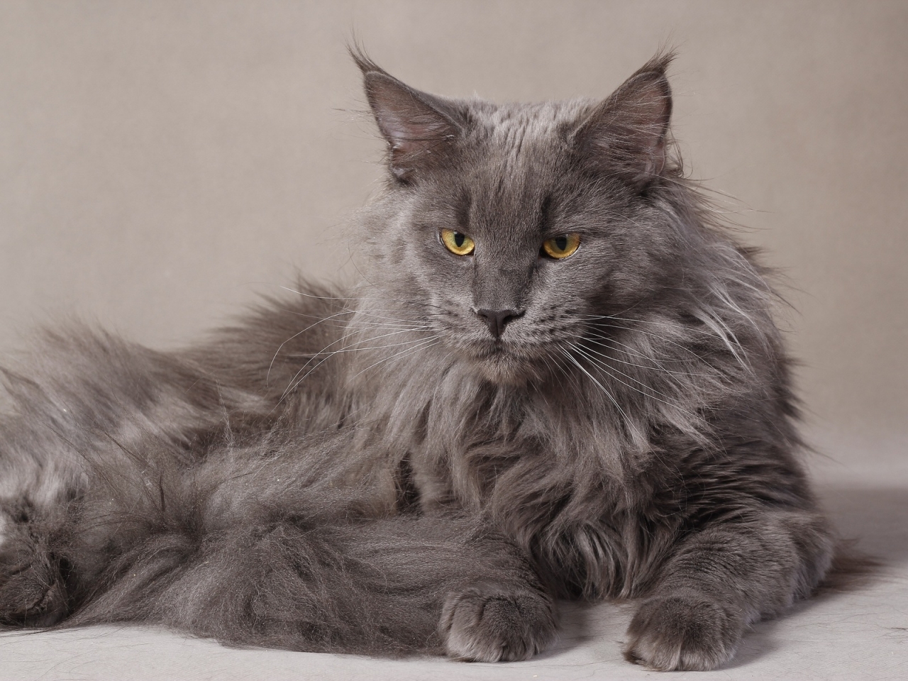 Gray Maine Coon Cat for 1280 x 960 resolution