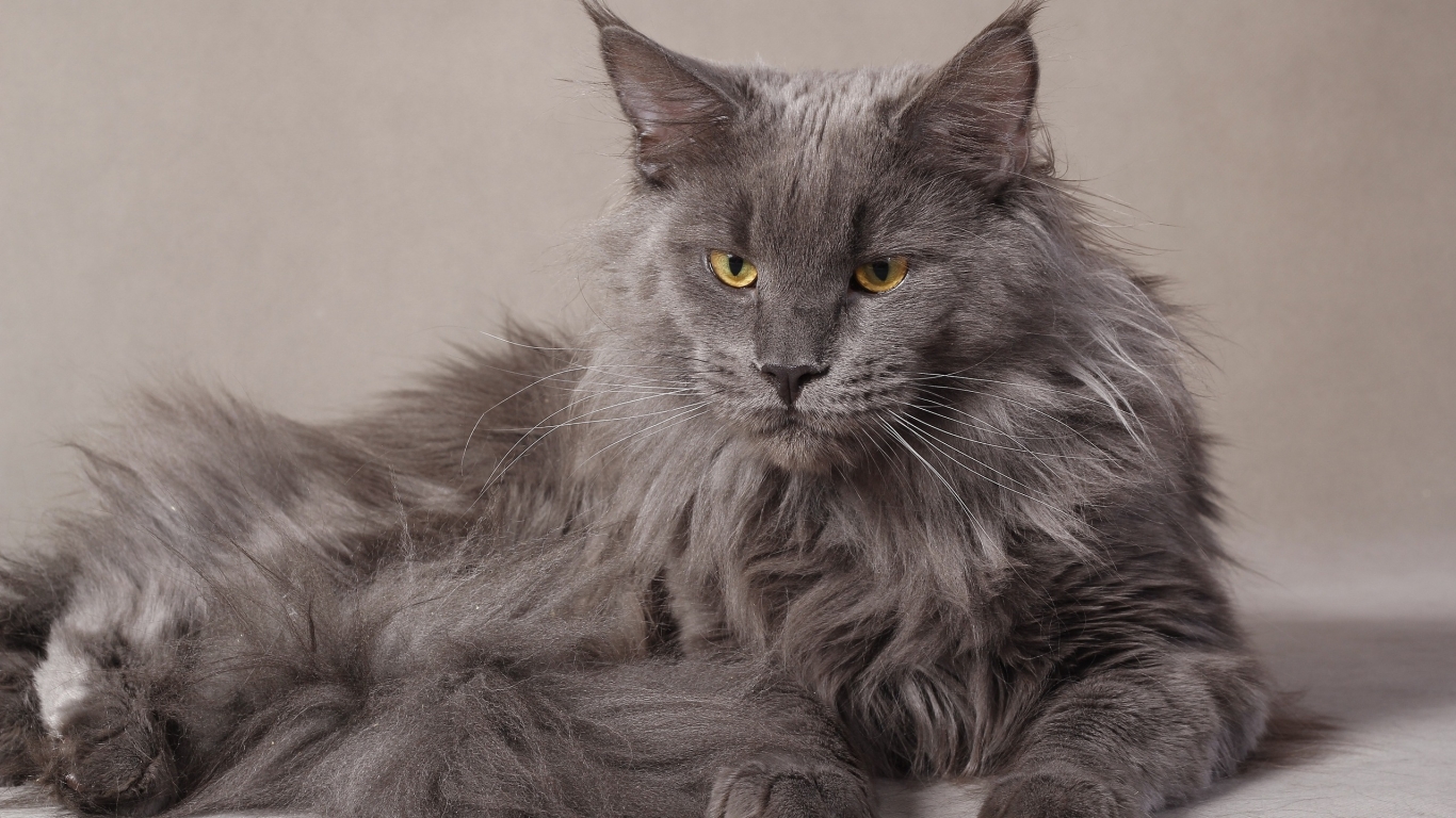 Gray Maine Coon Cat for 1366 x 768 HDTV resolution