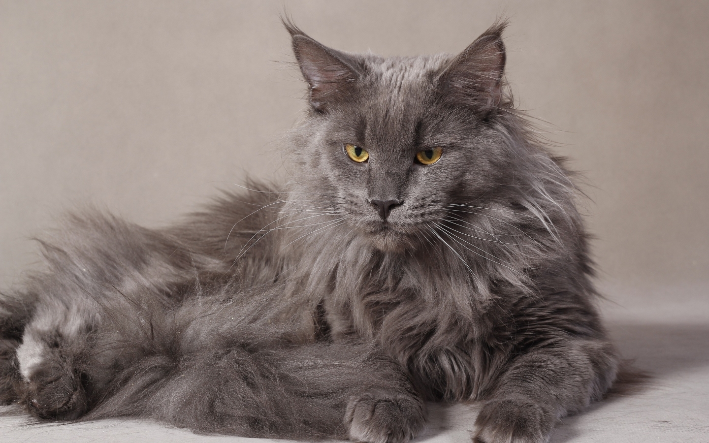 Gray Maine Coon Cat for 1440 x 900 widescreen resolution
