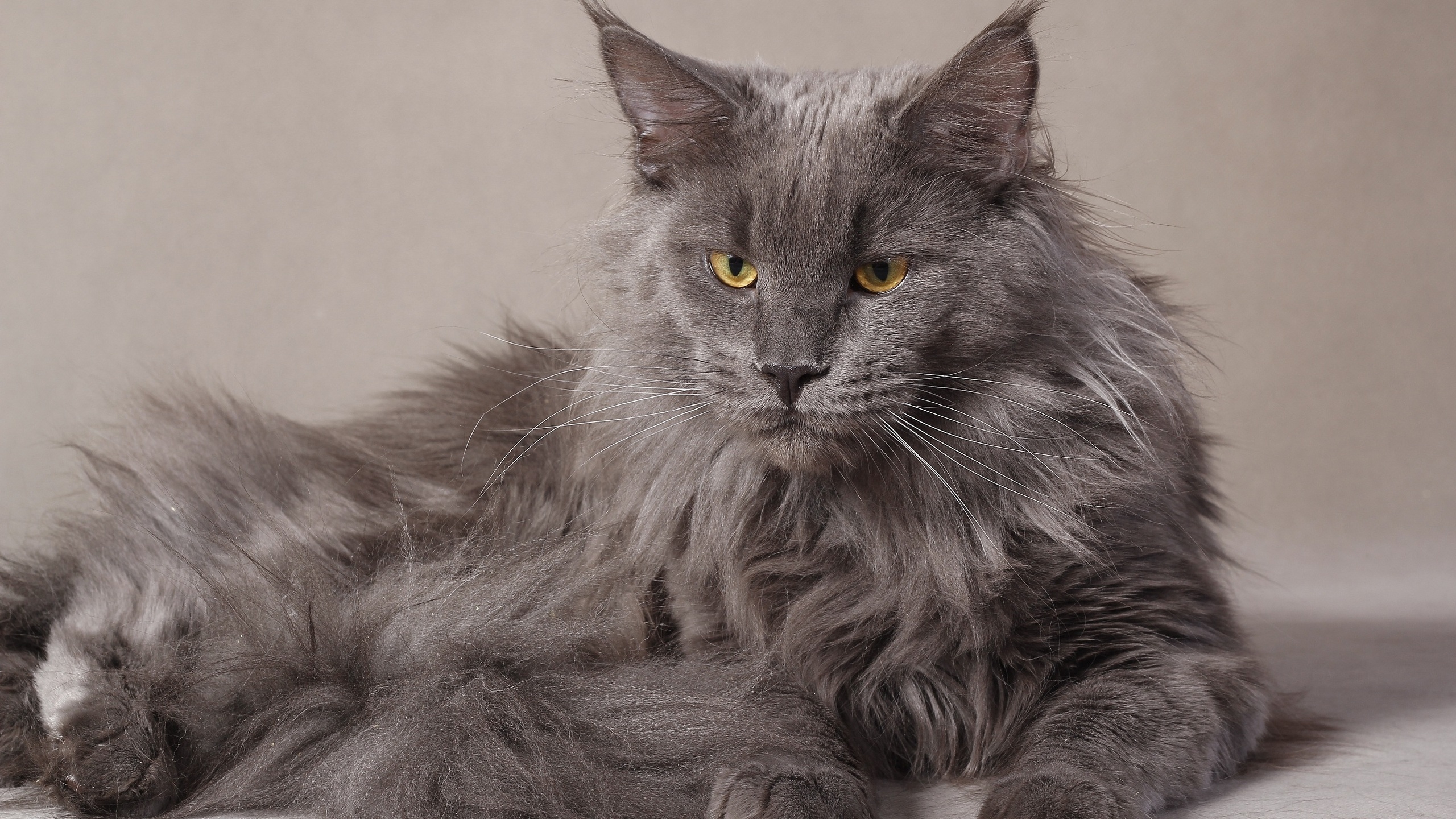 Gray Maine Coon Cat for 2560x1440 HDTV resolution