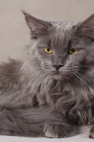 Gray Maine Coon Cat for 320 x 480 iPhone resolution