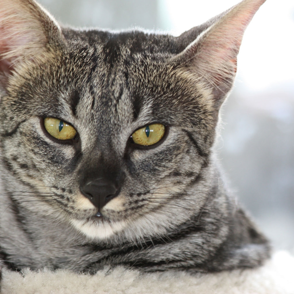 Gray Savannah Cat for 1024 x 1024 iPad resolution