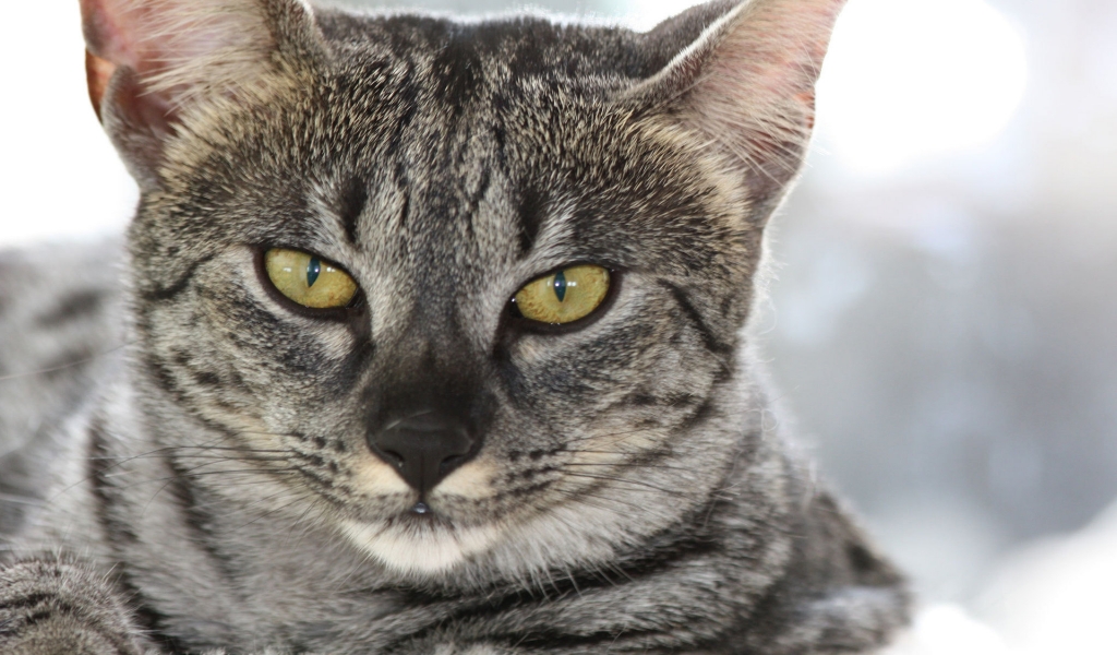 Gray Savannah Cat for 1024 x 600 widescreen resolution