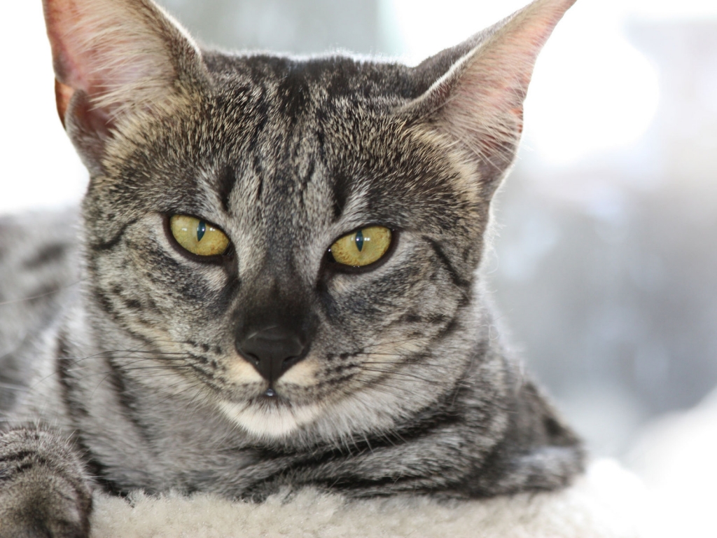 Gray Savannah Cat for 1024 x 768 resolution