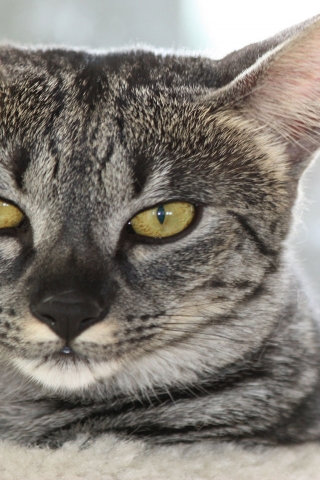 Gray Savannah Cat for 320 x 480 iPhone resolution