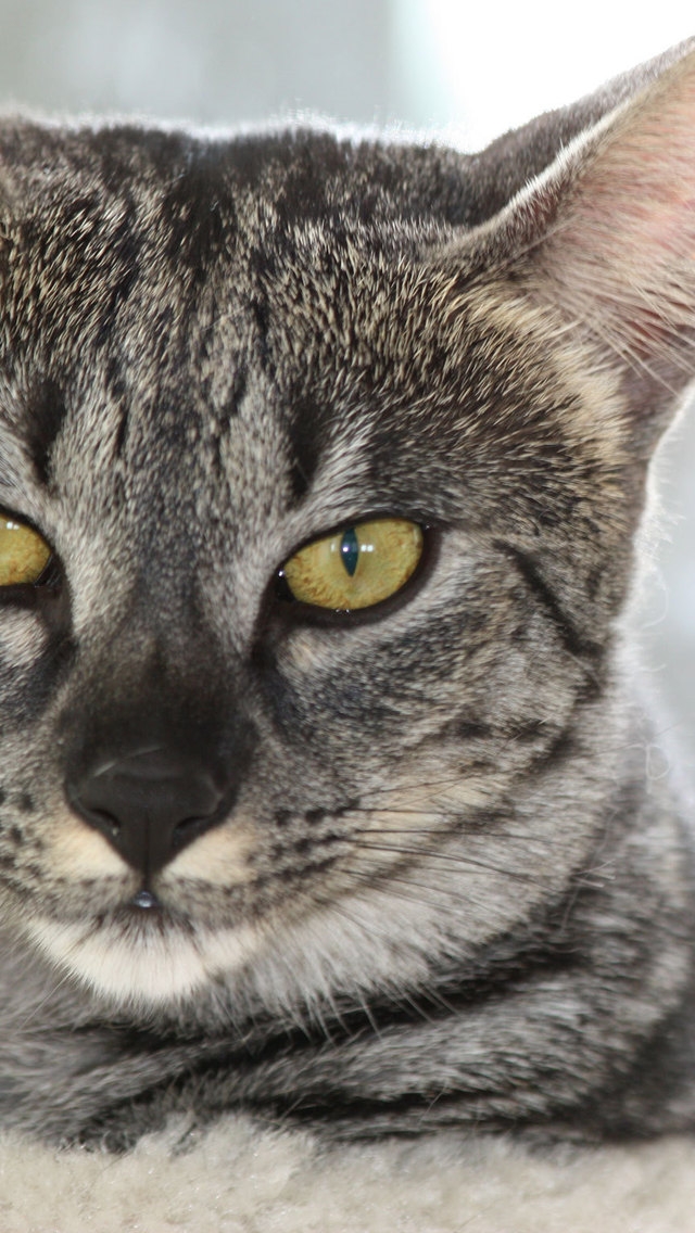 Gray Savannah Cat for 640 x 1136 iPhone 5 resolution