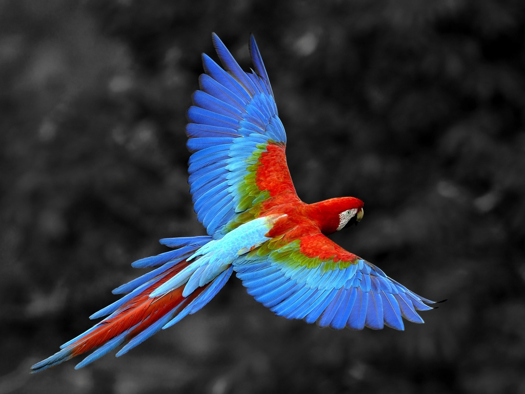 Great Colorful Parrot for 1024 x 768 resolution