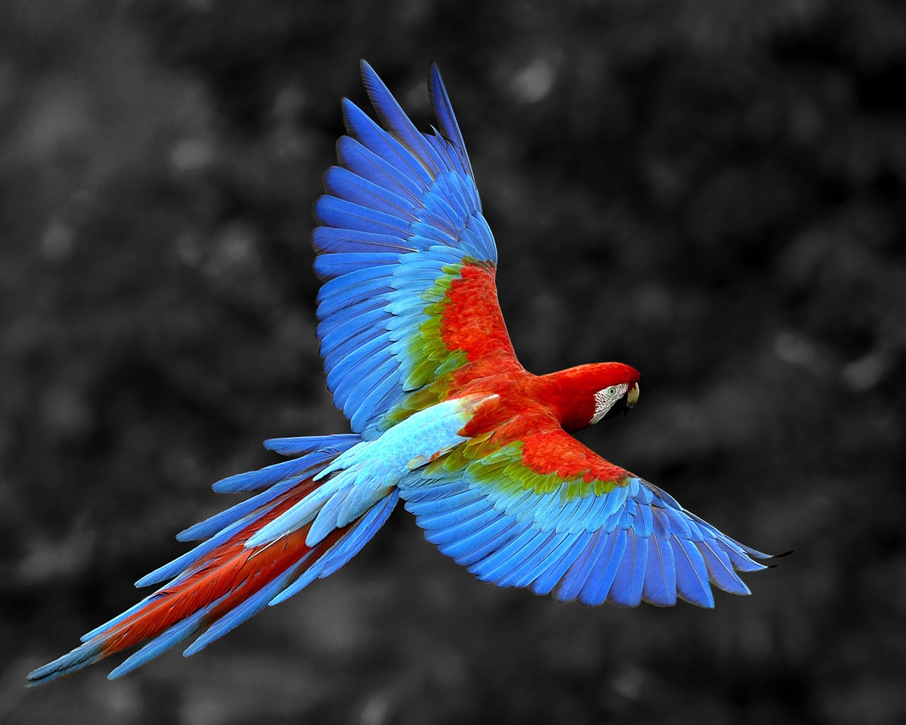 Great Colorful Parrot for 1280 x 1024 resolution
