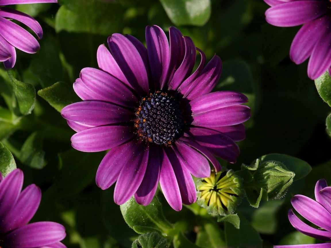 Great Purple Spring Flower for 1152 x 864 resolution