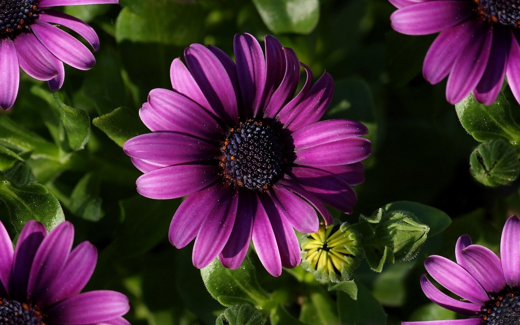 Great Purple Spring Flower for 1680 x 1050 widescreen resolution