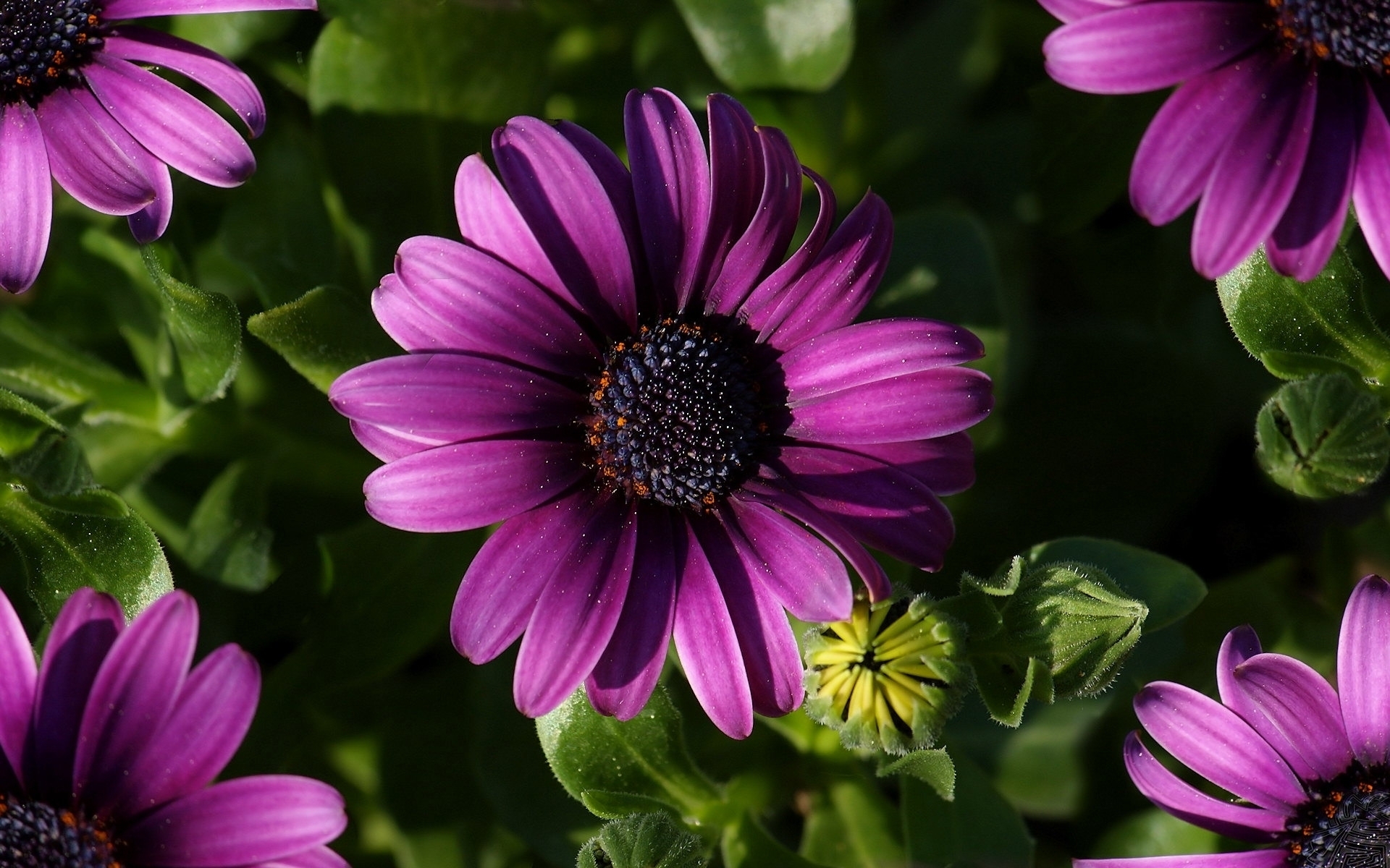 Great Purple Spring Flower for 1920 x 1200 widescreen resolution