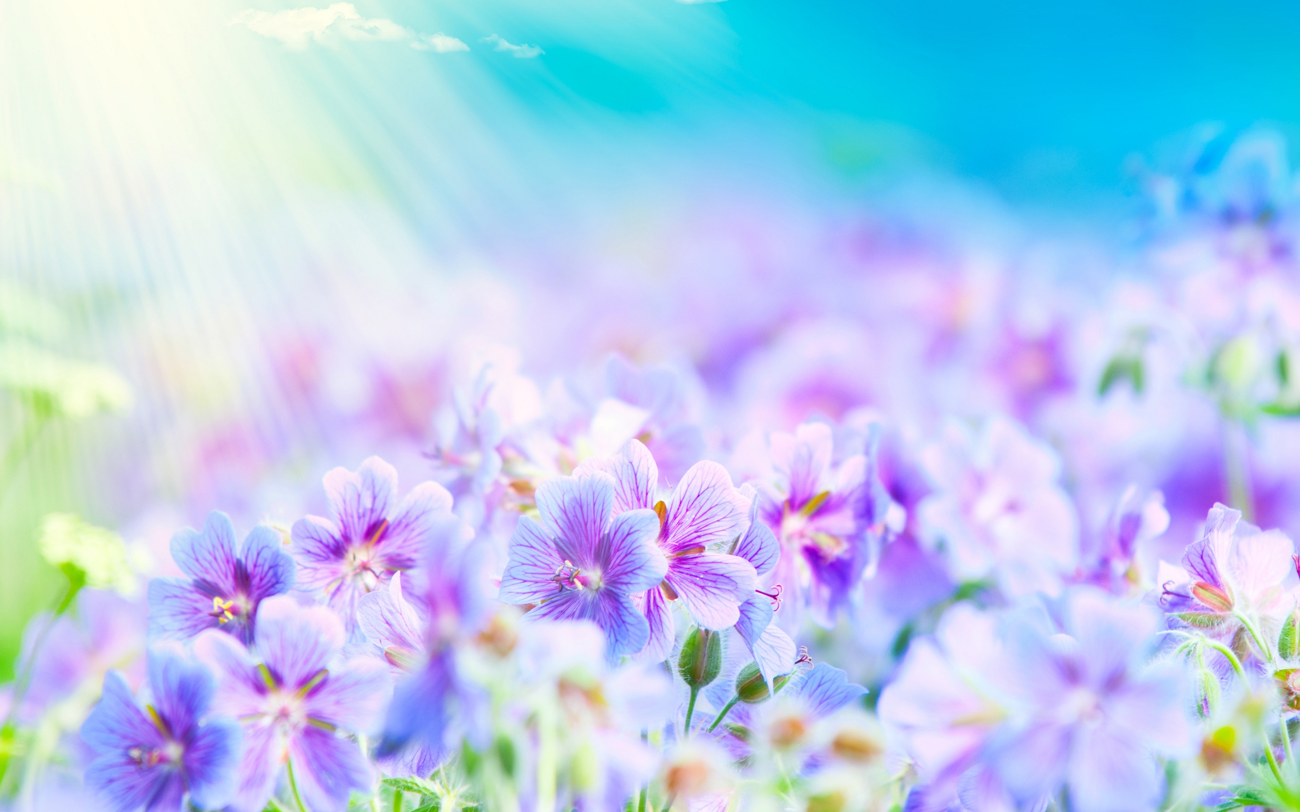 Great Summer Flowers for 2560 x 1600 widescreen resolution