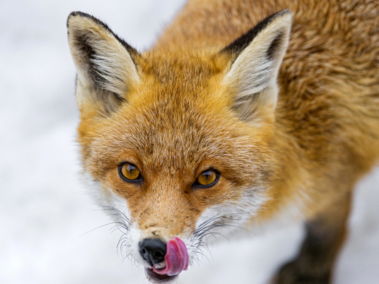 Greedy Fox for 1280 x 960 resolution