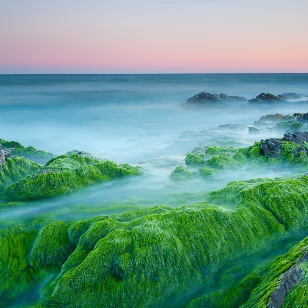 Green Algae On Rocks for 1024 x 1024 iPad resolution