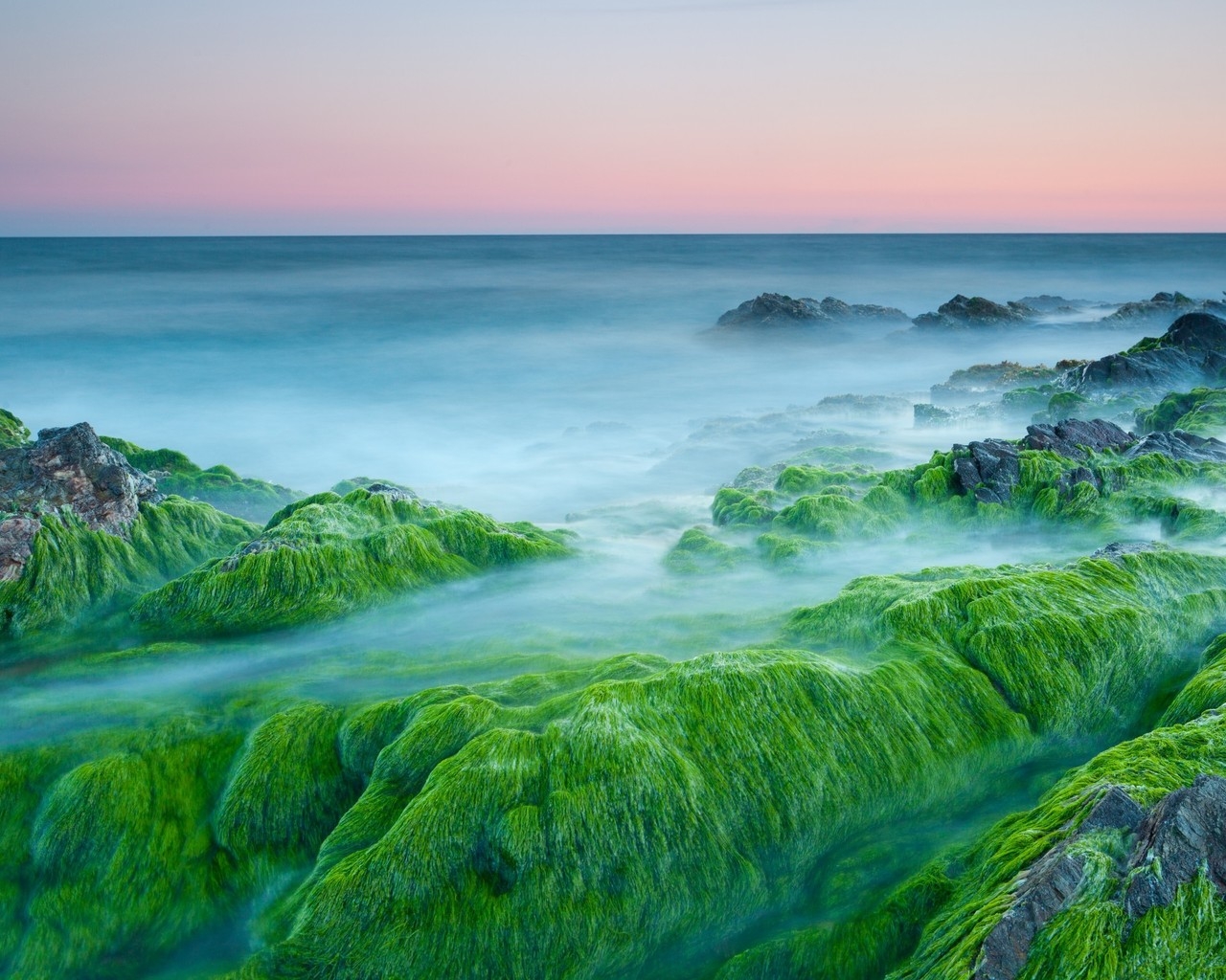 Green Algae On Rocks for 1280 x 1024 resolution