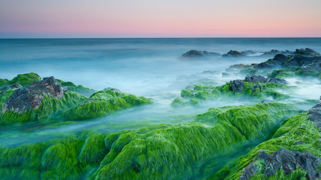 Green Algae On Rocks for 1366 x 768 HDTV resolution