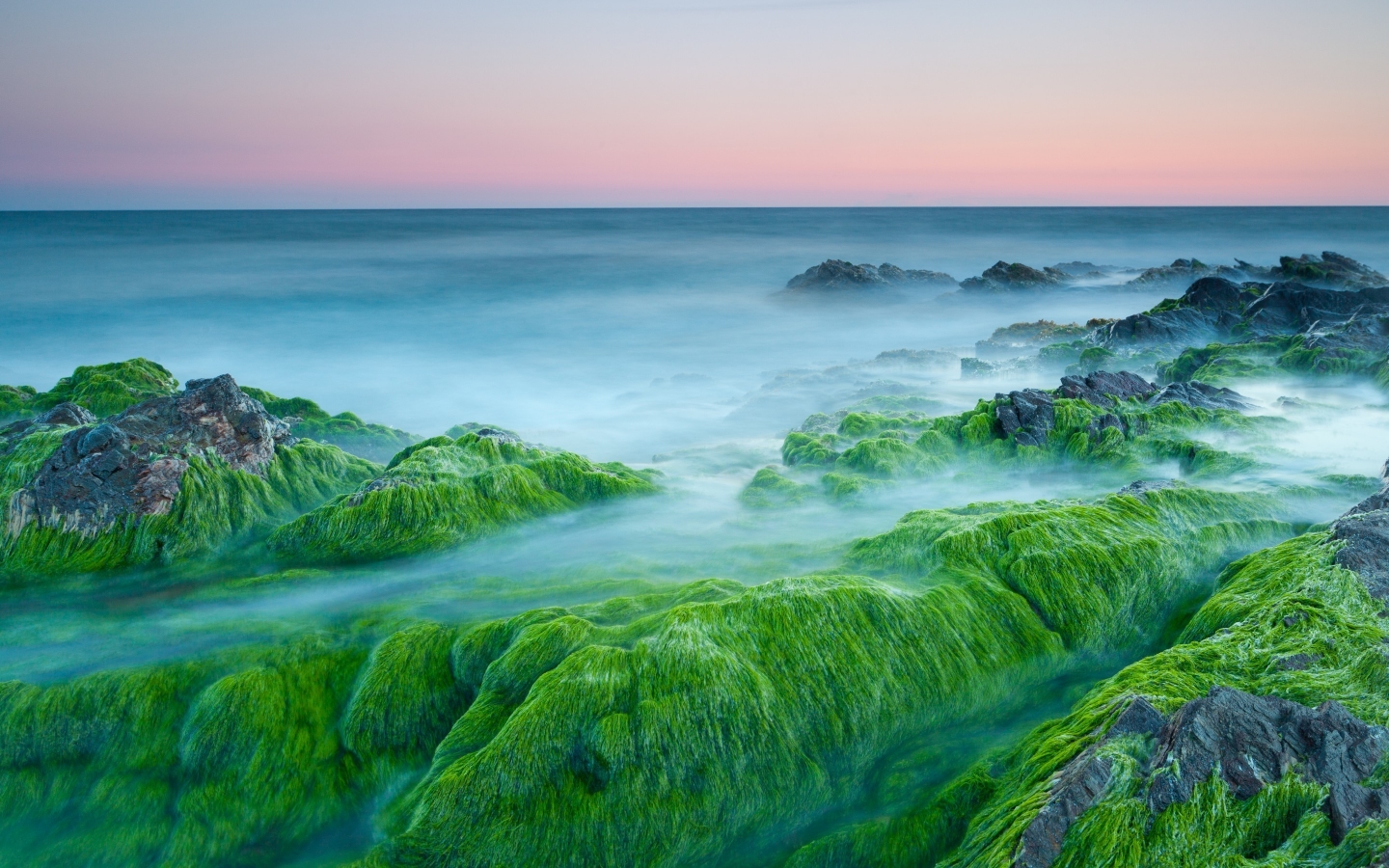 Green Algae On Rocks for 1440 x 900 widescreen resolution